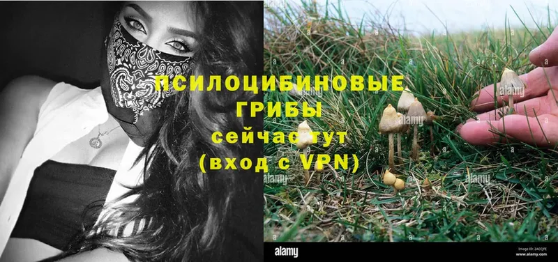 Псилоцибиновые грибы Magic Shrooms  гидра маркетплейс  Амурск 